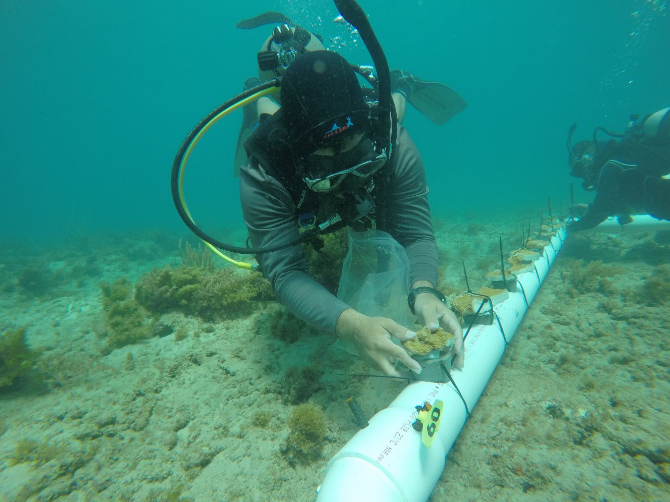 A diver on the sea floor. 