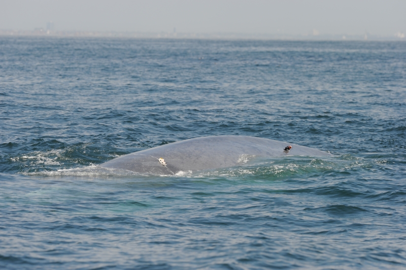 A tagged blue whale. 