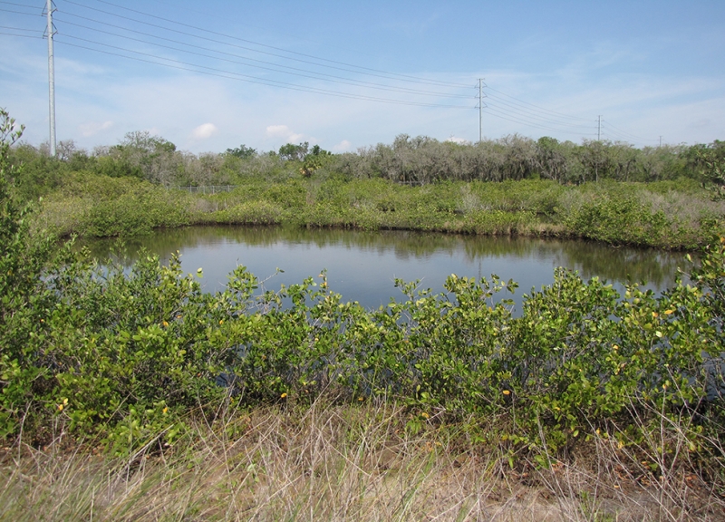 A view of a body of water surrounded by green plant life.