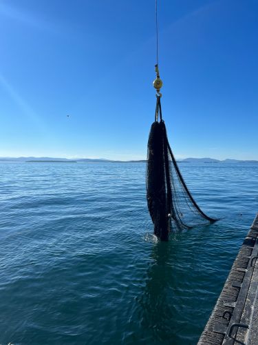 A net being pulled from the water.