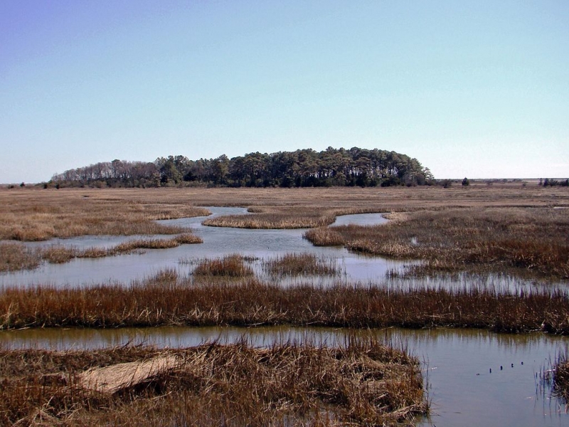 A landscape with water flowing through it and trees in the background.