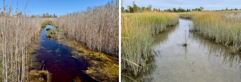 Two images, side-by-side. The left shows a marsh area impacted by invasive, non-native wetland grass and impounded water. The right shows the same marsh environment with clearer water and lack of invasive plant growth.