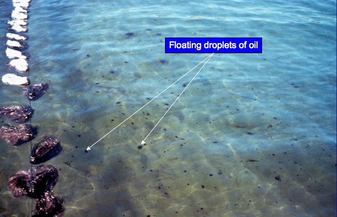 A snare in water with droplets of oil.