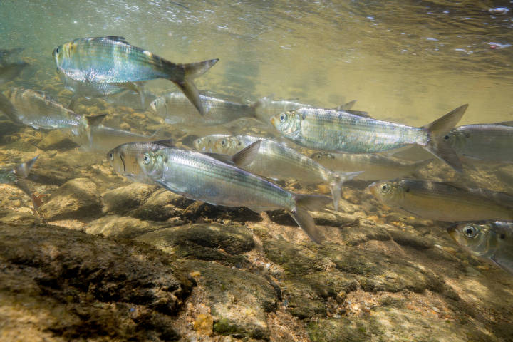 An underwater scene of a small school of river herring in a fresh water area.