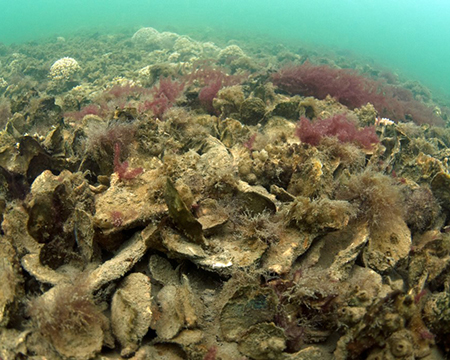 Underwater oyster reef covered in shells, algae, and marine growth.