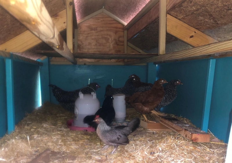 Chickens.