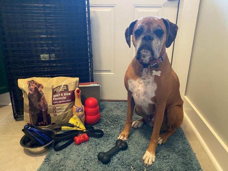 A dog sitting next to dog supplies.