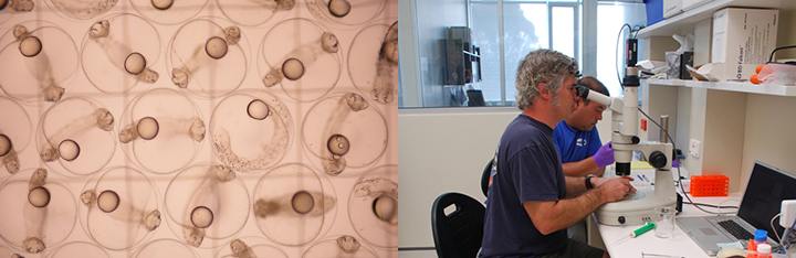 An image on the left shows a microscopic view of bluefin tuna eggs. The image on the right shows a man looking through a microscope.