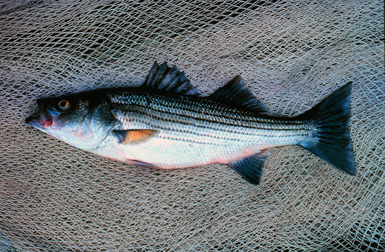 A striped bass on a fishing net.
