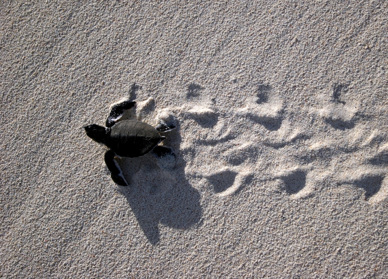 A baby turtle on a sandy beach.