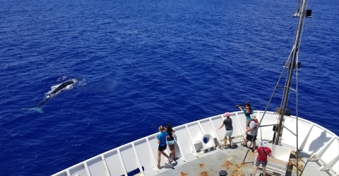 A group of people on a boat looking at a whale breaching the water.