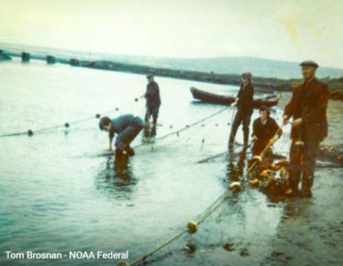 A group of people pulling in fishing line on a beach.