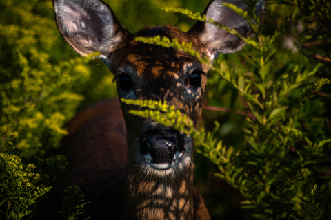 A deer.