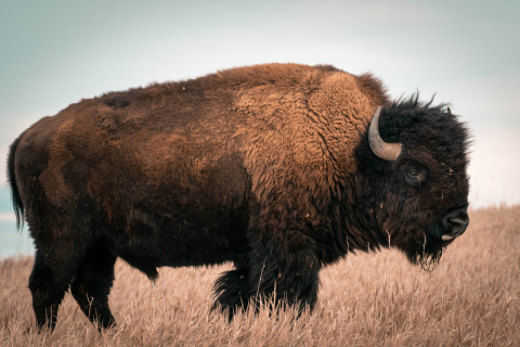 A buffalo.