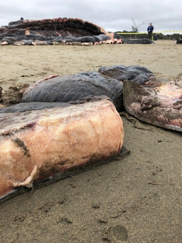 Whale blubber on a beach. 