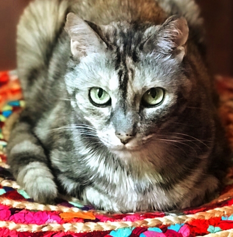 A cat. 