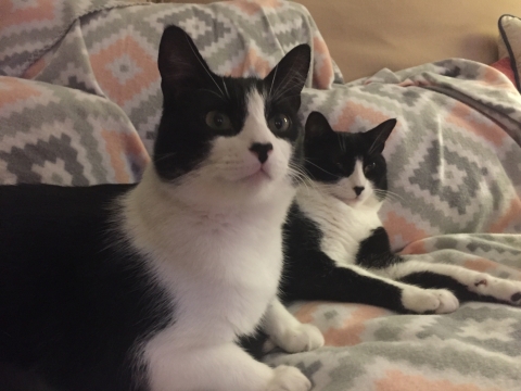 Two cats.