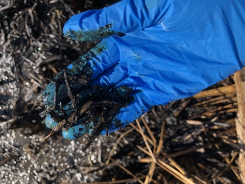 A gloved hand holding a piece of emulsified oil. 