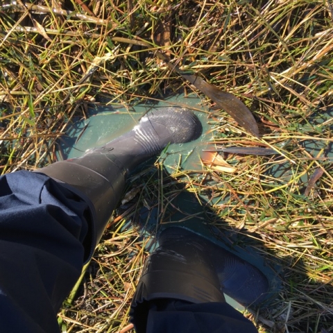 A dark, opaque liquid around a person's feet in a marsh.