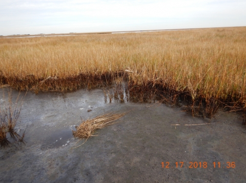An oiled marsh. 