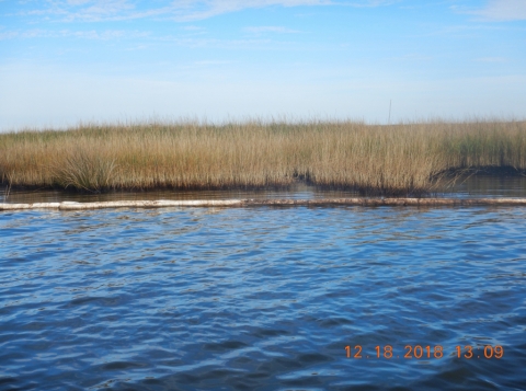 An oiled marsh with pollution sorbent around it. 