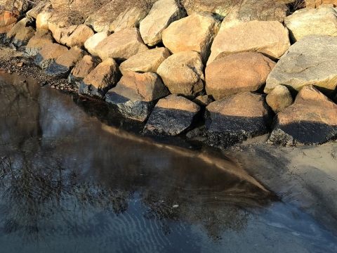 Oiled boulders next to water.