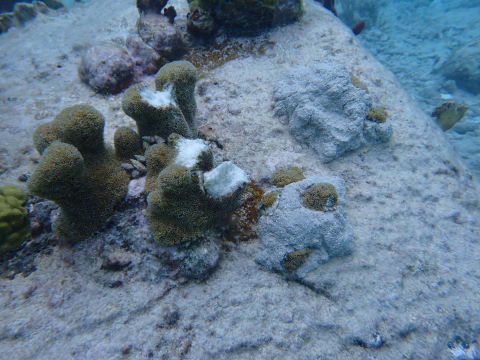 A close view of damage to a Puerto Rico reef after a vessel grounding.