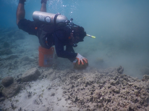 A scuba diver attaching coral. 