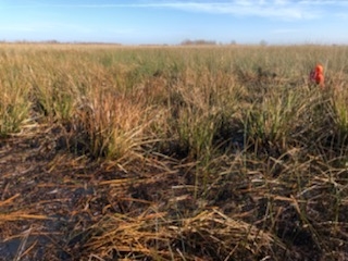 OIled marsh.