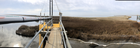 Oil in a marsh area.