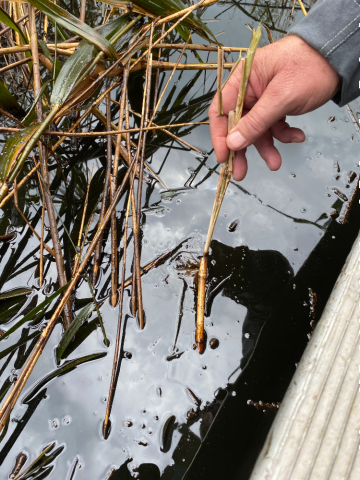 A person poking a stick in oily water.
