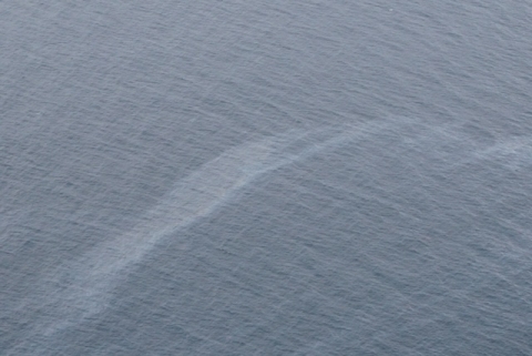 An oil sheen on water. 