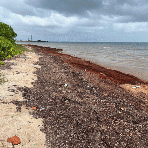 Sargassum along a shoreline.