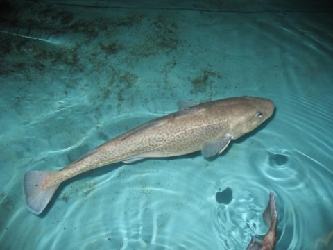 An adult Arctic cod.