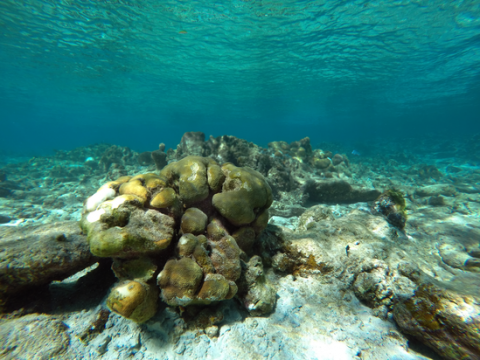 An underwater photo of coral. 