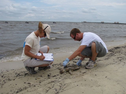 Two people on a beach examining a dead sea turtle. 