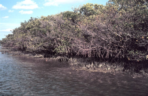 Shrubs along the water's edge.