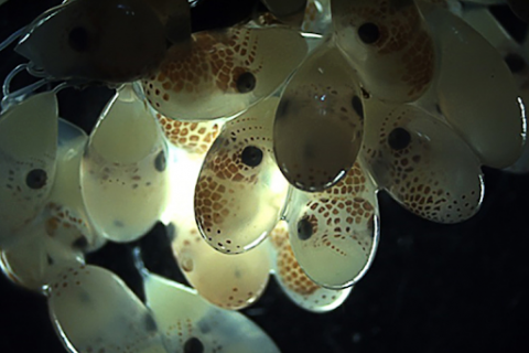 Octopus eggs. 