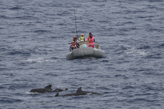 A group of people on a boat near a group of fins visible above the waterline.