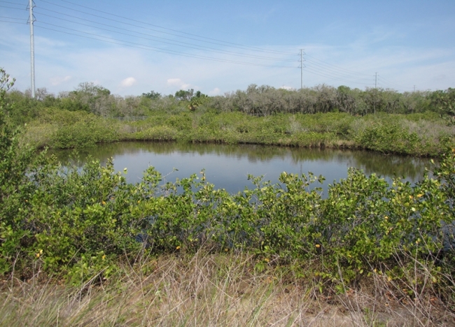 A green area around a pond. 