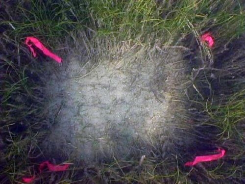 A patch of seafloor in the shape of a square that is barren of seagrass in the center and surrounded by seagrass on the edges.