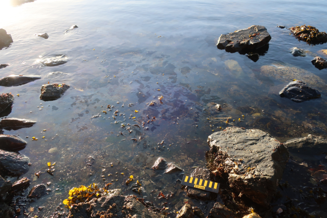Oil on a shoreline.