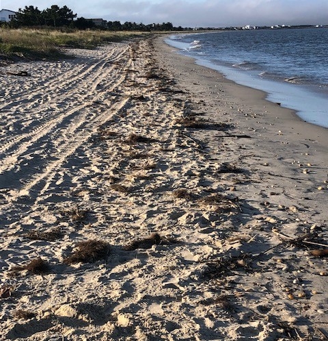 Tarballs on a beach.