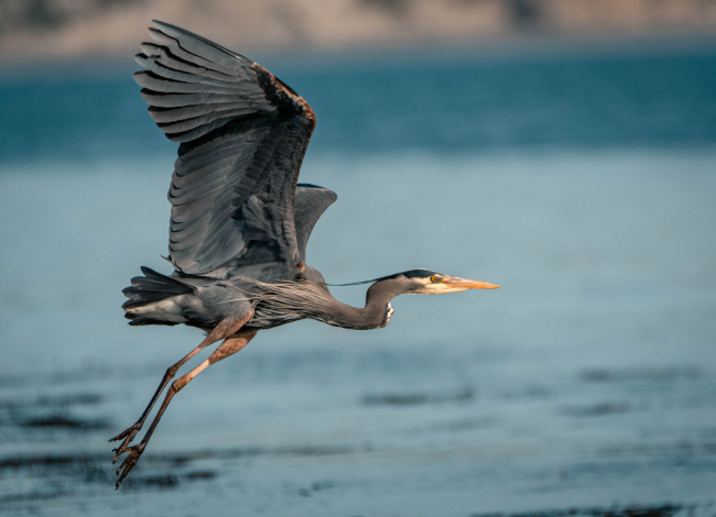 A bird skimming the surface of a body of water as it flies.