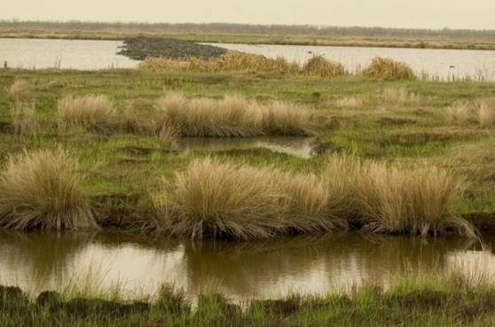 A marshland. 
