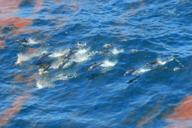 Dolphins swimming through surface oil. 