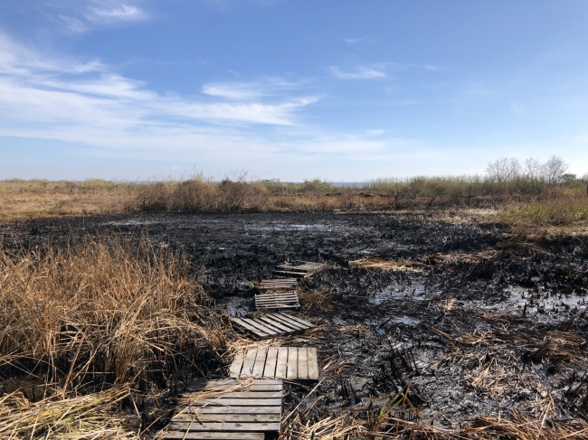 An oiled marsh.
