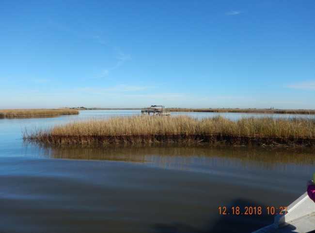 An oiled marsh landscape. 