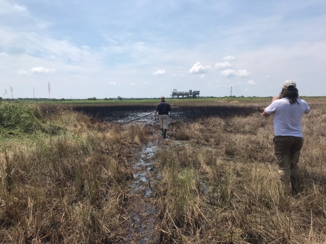 Two people walking through an oiled marsh.