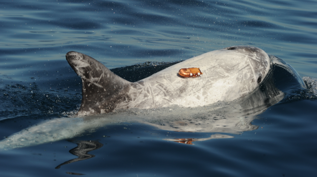 A tagged Risso's dolhpin in the water..